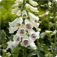 DIGITALE DALMATIAN WHITE NR.1000 SEMI